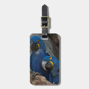 Etiqueta Para Maletas Dos Macaws Hyacinin, Brasil