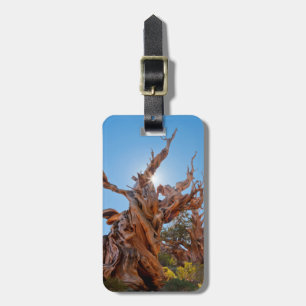 Etiqueta Para Maletas EE. UU., California, Bosque Nacional Inyo 10