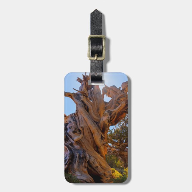 Etiqueta Para Maletas El árbol centinela (Frente Vertical)