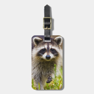 Etiqueta Para Maletas El mapache, Procyon lotor