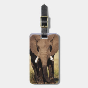Etiqueta Para Maletas Elefante africano de sabana