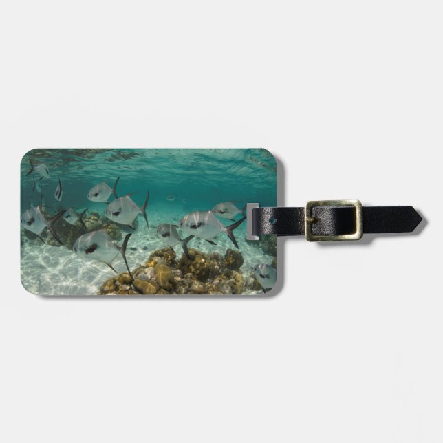 Etiqueta Para Maletas Escuela de peces permitidos (Frente Horizontal)