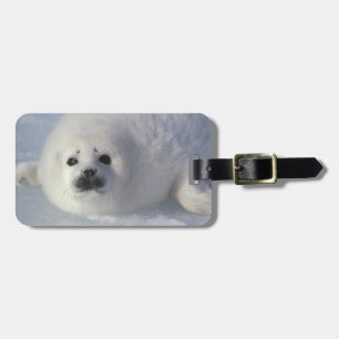 Etiqueta Para Maletas Foca de Groenlandia (Phoca groenlandica) Una cría 