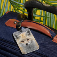 Foto de vida salvaje Cute Red Fox