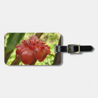 Fotografía de la Flor Tropical del jengibre de la 