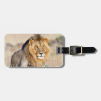 Fotografía de la vida salvaje de los leones animal