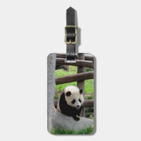 Fotografía de Panda - Personalizable