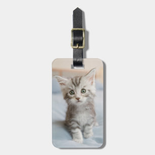Etiqueta Para Maletas Gatito Maine Coon