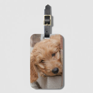 Etiqueta Para Maletas Goldendoodle cachorro picado