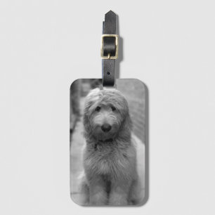 Etiqueta Para Maletas Goldendoodle Puppy En El Patio Trasero