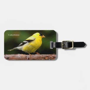 Etiqueta Para Maletas Goldfinch estadounidense masculino en el arbuto