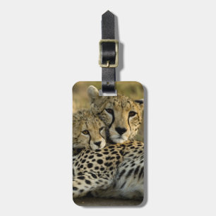 Etiqueta Para Maletas Guepardo, Acinonyx jubatus, con cría en el Masai 2