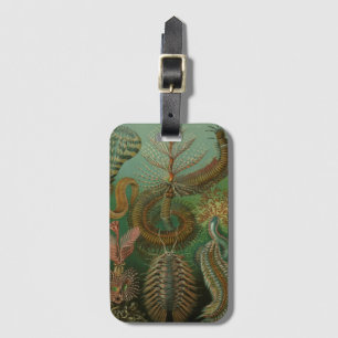 Etiqueta Para Maletas Gusanos vintage Annelids Chaetopoda por Ernst Haec