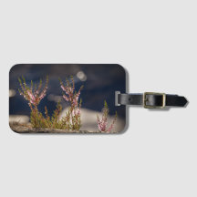 Heather Nature Photo