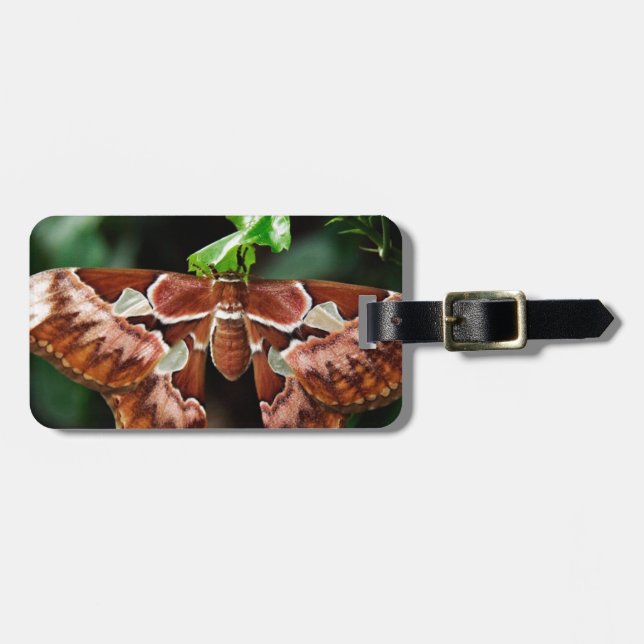 Etiqueta Para Maletas Hermoso Atlas Moth (Frente Horizontal)