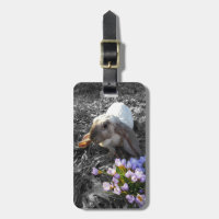 Hermoso English Lop con Flores