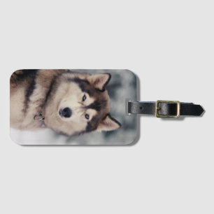 Etiqueta Para Maletas Hermoso Husky al aire libre