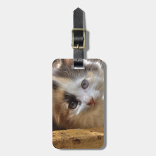 Etiqueta Para Maletas Heterochromia Calico Kitten