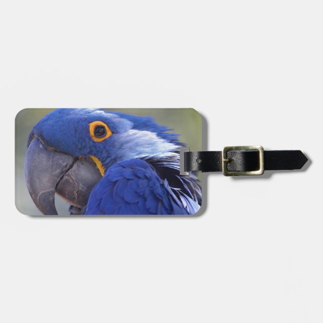 Etiqueta Para Maletas Hyacinth Macaw (Frente Horizontal)