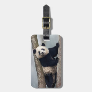 Etiqueta Para Maletas Joven panda subiendo a un árbol, China