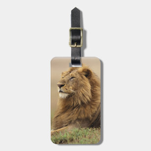 Etiqueta Para Maletas Kenia, Masai Mara   León masculino