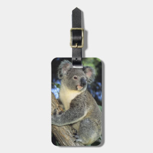 Etiqueta Para Maletas Koala, Phascolarctos cinereus), Australia,