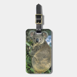 Etiqueta Para Maletas Koala, Phascolarctos cinereus), en peligro de exti