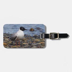 Etiqueta Para Maletas La gaviota de Bonaparte en la playa