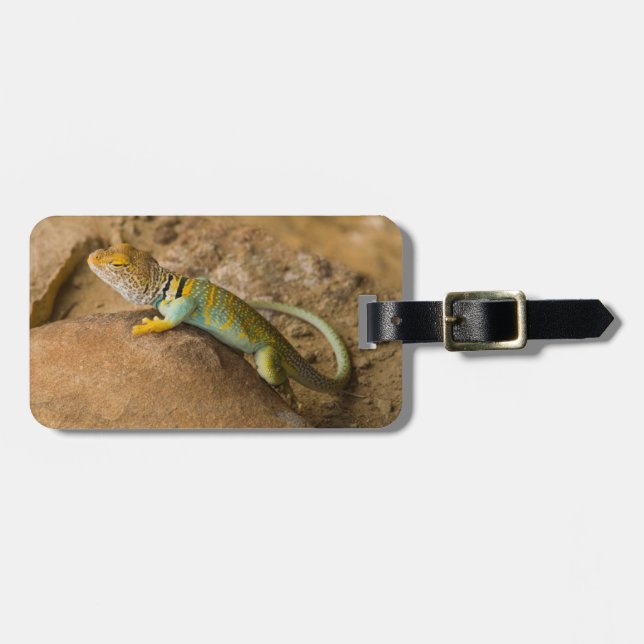 Etiqueta Para Maletas Lagarto de collar (Frente Horizontal)