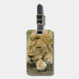 Etiqueta Para Maletas León africano, Panthera leo, acostado durmiendo