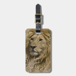 Etiqueta Para Maletas León Africano, Panthera leo, Retrato de un