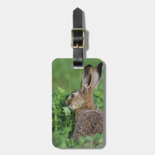 Etiqueta Para Maletas Liebre europea, Lepus europaeus, joven comiendo,