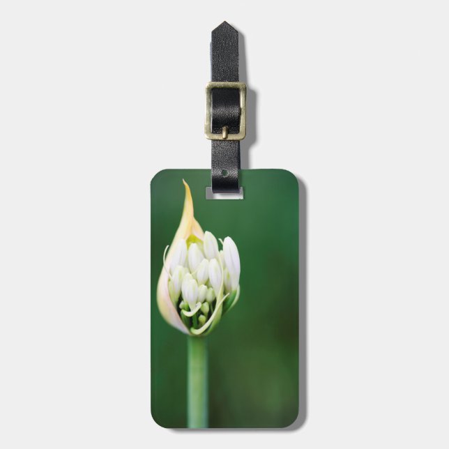 Etiqueta Para Maletas Lily africana, Agapanthus Praecox, Ciudad del Cabo (Frente Vertical)