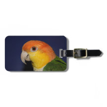 Loro colorido del caique