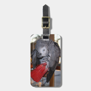 Etiqueta Para Maletas Loro flexible del gris africano de Congo con la