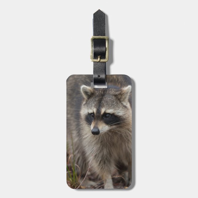 Etiqueta Para Maletas Mapache, Procyon lotor, Florida (Frente Vertical)
