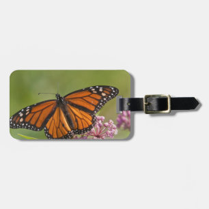 Etiqueta Para Maletas Mariposa Monarca macho en Algodoncillo de Pantano