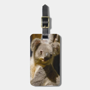 Etiqueta Para Maletas Mase Koala Personaliza