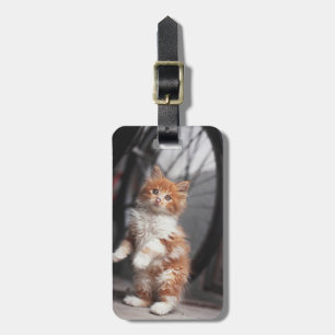 Etiqueta Para Maletas Naranja Tabby Kitten