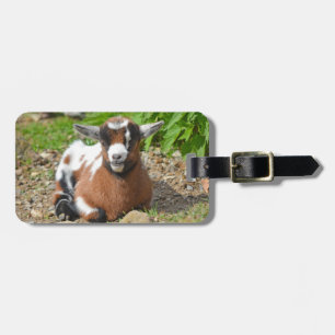 Etiqueta Para Maletas Nigeriano colorido niño de cabra enana