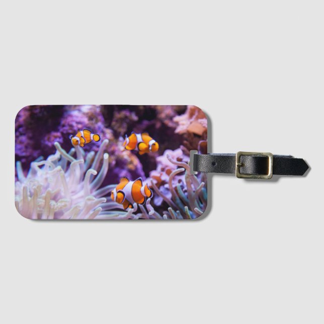 Etiqueta Para Maletas Ocellaris| Amphiprion Ocellaris (Anverso horizontal)