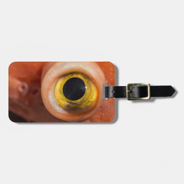 Etiqueta Para Maletas Ojo de pez rocoso (Frente Horizontal)