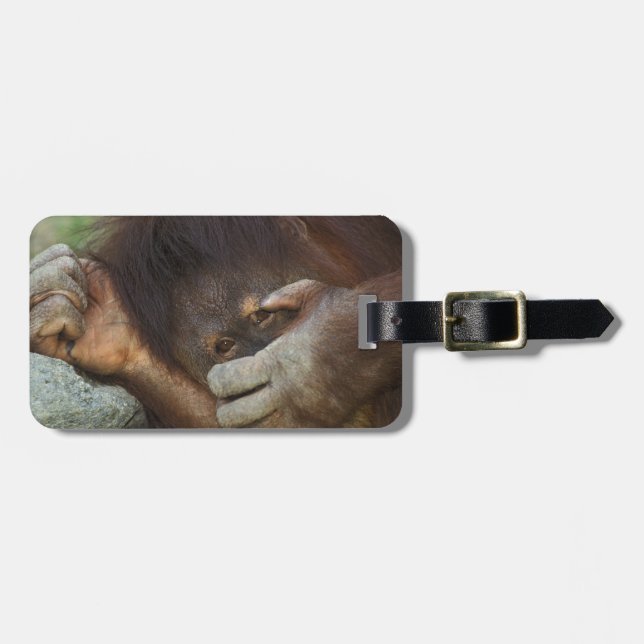 Etiqueta Para Maletas Orangután de Sumatra, Pongo pygmaeus (Frente Horizontal)