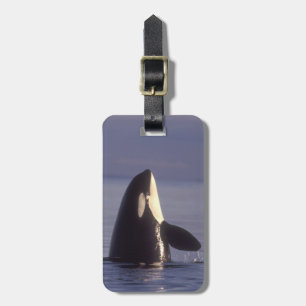 Etiqueta Para Maletas Orca (Orca orcinus) espiando cerca
