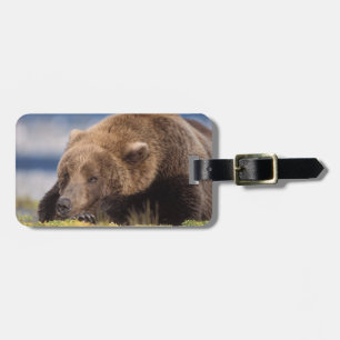 Etiqueta Para Maletas oso pardo, Ursus arctos, oso grizzly, Ursus 8