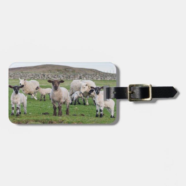 Etiqueta Para Maletas Oveja Shetland (Frente Horizontal)