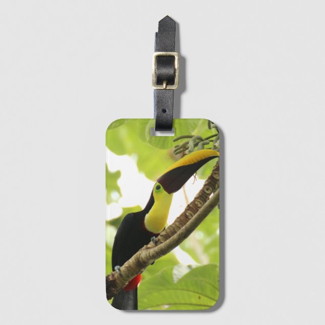 Etiqueta Para Maletas Pájaro exótico de Swainson Toucan (Anverso vertical)