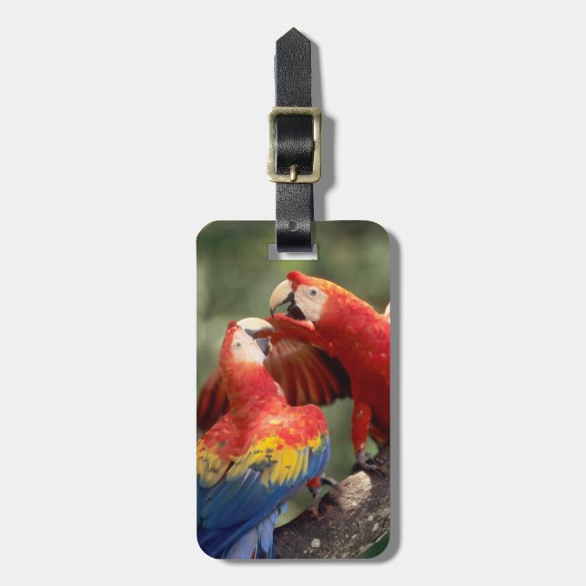 Etiqueta Para Maletas Pareja de Scarlet Macaws (Frente Vertical)