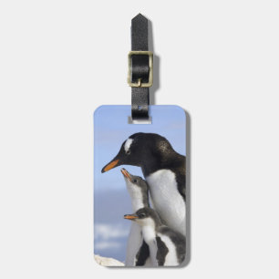 Etiqueta Para Maletas Península Antártica, Puerto Neko, Pingüino de Gent