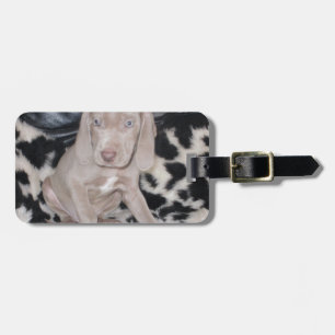 Etiqueta Para Maletas Perrito de Weimaraner